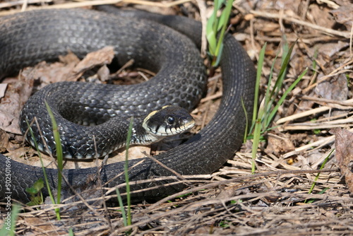 A snake, a large snake in the spring forest, in dry grass in its natural habitat, basking in the sun. High quality photo