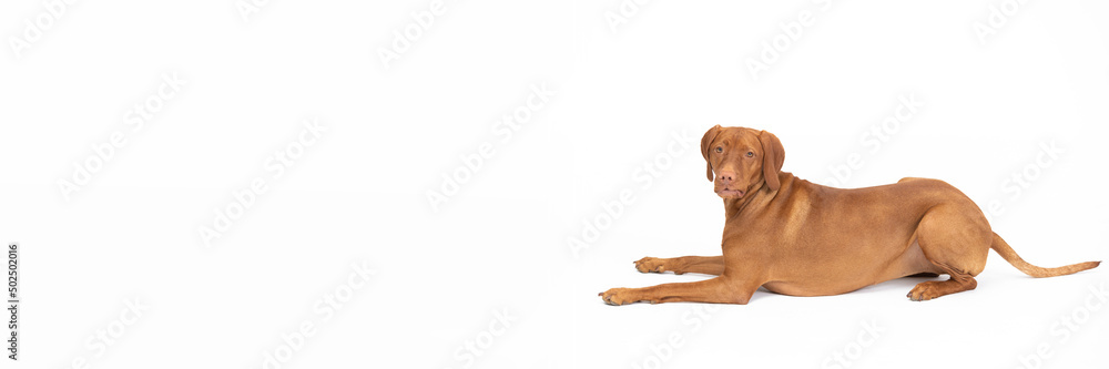 Female dog lies down and looks straight into the camera. Panoramic frame.