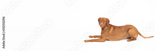 Female dog lies down and looks straight into the camera. Panoramic frame.