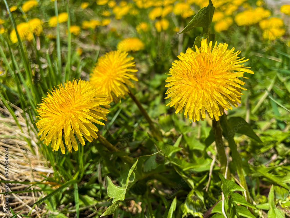 Yellow dandelions on green leaves background Yellow dandelions on green leaves background