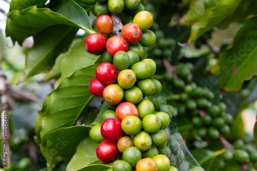 Coffee beans on a branch
