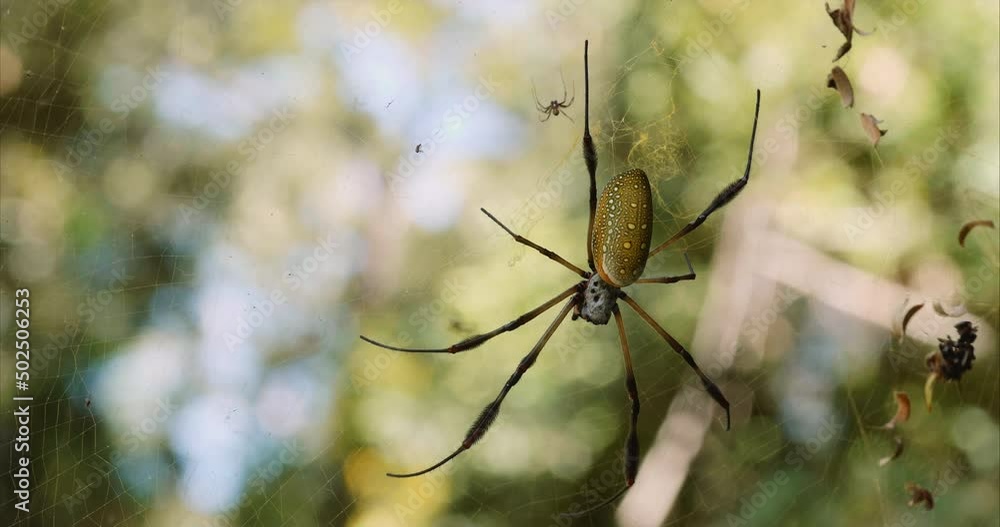 Golden Silk Spider in its web close up Golden Silk Spider in its web close up