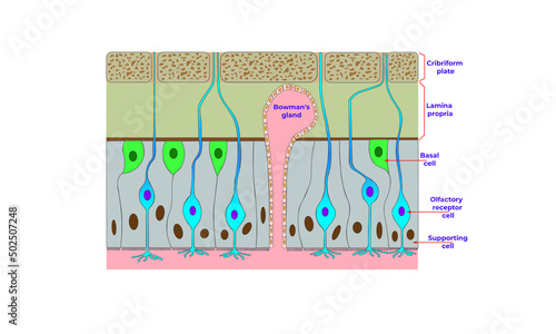 Olfactory epithelium