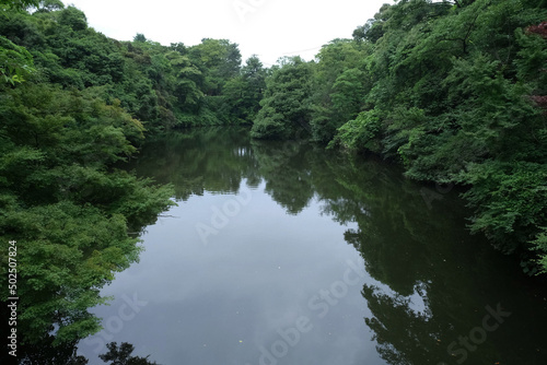 新緑の木に囲まれた緑色ににごった池