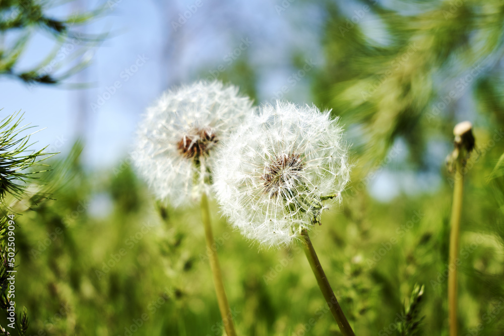 two white fluffy dandelions among the green grass in the field against the blue sky two white fluffy dandelions among the green grass in the field against the blue sky