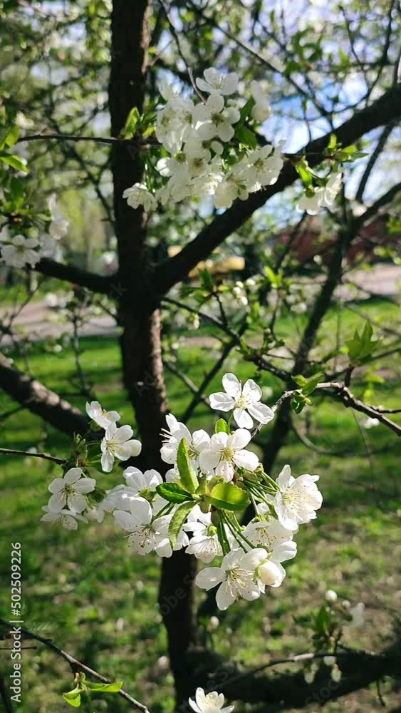 White blooming cherry flowers and buds on branch with green leaves close-up.Lots of white flowers in sunlight spring sunny day. Beautiful natural background from cherry blossom tree. Vertical video White blooming cherry flowers and buds on branch with green leaves close-up.Lots of white flowers in sunlight spring sunny day. Beautiful natural background from cherry blossom tree. Vertical video