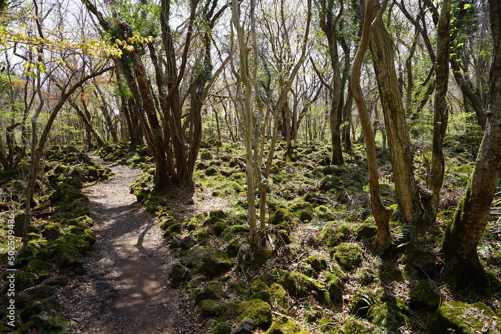 Obraz premium mossy rocks and old trees in the sunlight