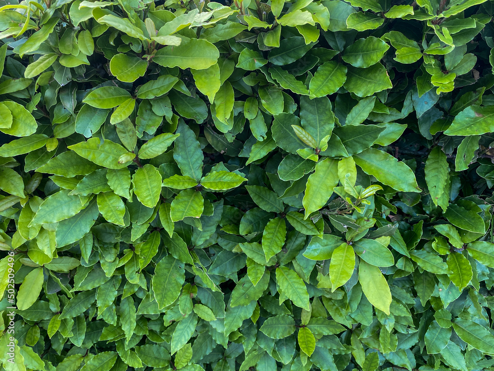 Natural green background of laurel leaves Natural green background of laurel leaves