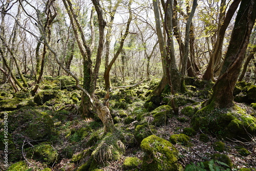mossy rocks and old trees in the sunlight