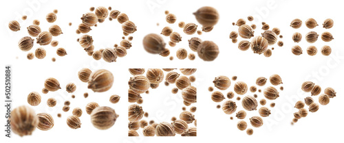 A set of photos. Coriander seeds levitate on a white background