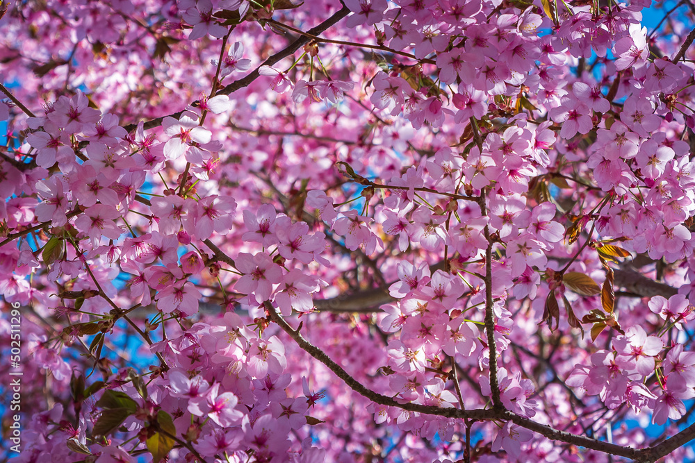 Beautiful pink cherry blossoms with the blue sky in the background 