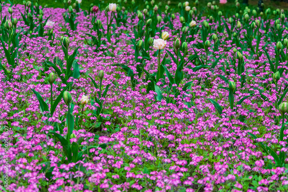 Meadow of blooming pink flowers