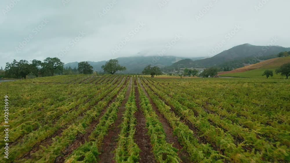 Low altitude drone flight over a vineyard in Napa Valley, California Low altitude drone flight over a vineyard in Napa Valley, California