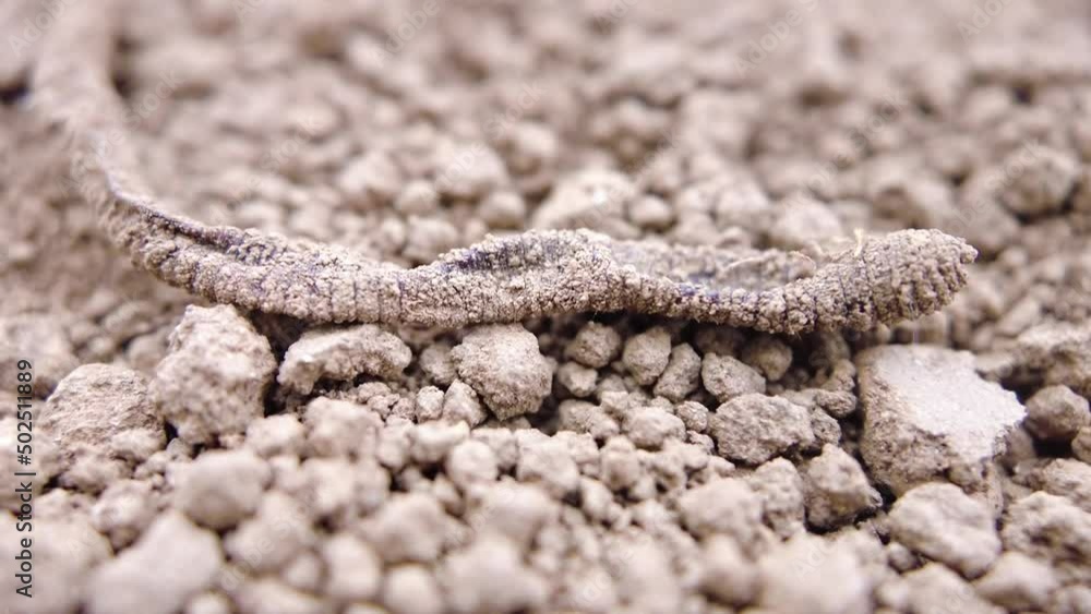 Closeup of a dried earthworm, left without water, dead on dry soil ground Closeup of a dried earthworm, left without water, dead on dry soil ground