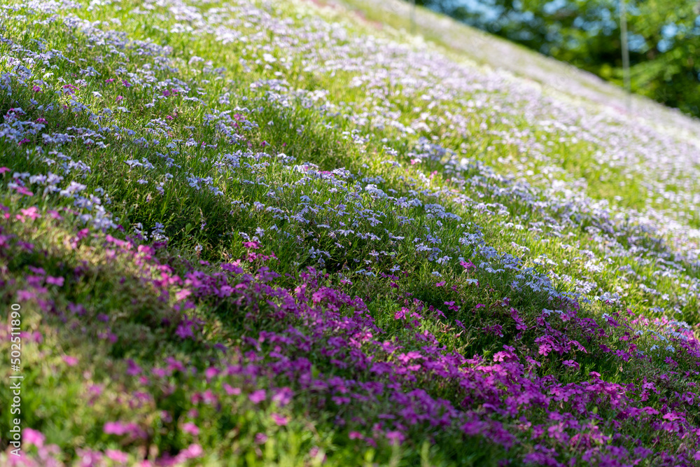 ヤマサ蒲鉾株式会社の芝桜 ヤマサ蒲鉾株式会社の芝桜