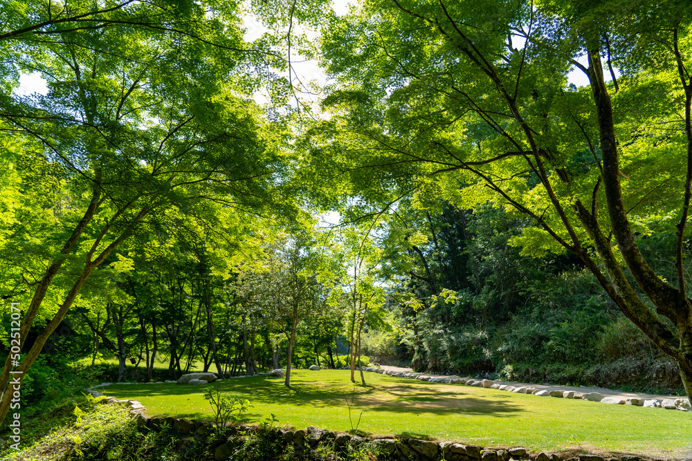 Obraz premium ヤマサ蒲鉾株式会社の芝桜
