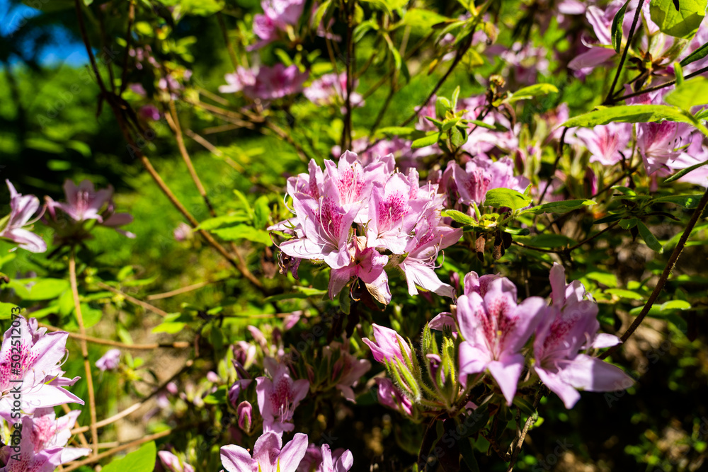 Naklejka premium ヤマサ蒲鉾株式会社の芝桜