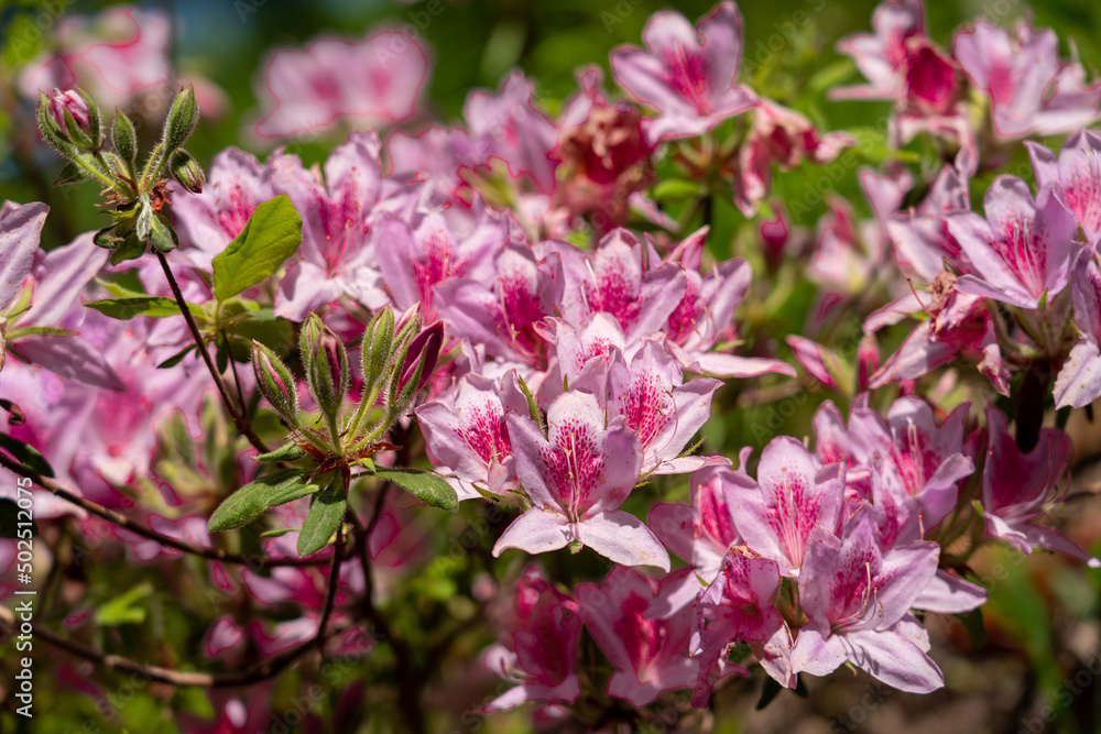 Fototapeta premium ヤマサ蒲鉾株式会社の芝桜