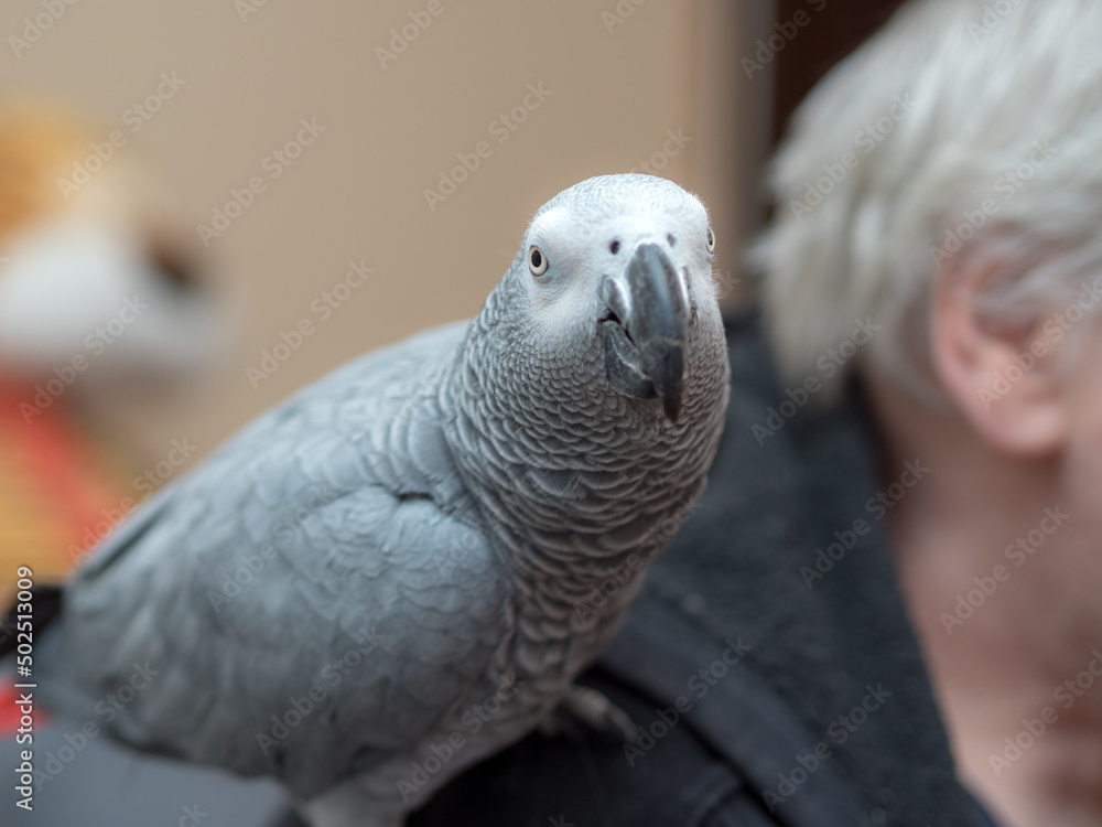 Fototapeta premium parrot on the shoulder
