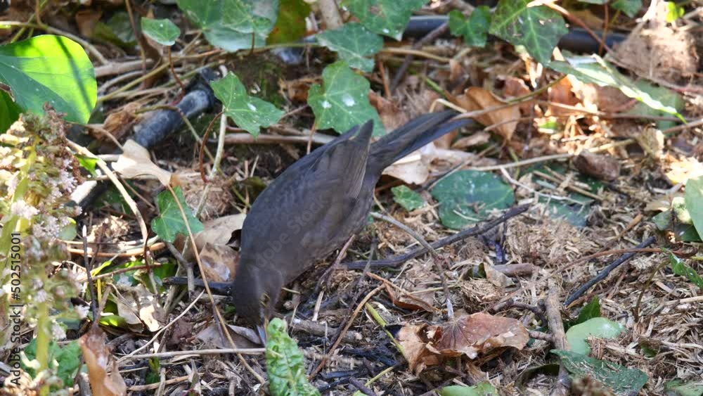 Close up shot of black bird searching insect on ground of forest between leaves and plants during summer - pecking worm underground in slow motion Close up shot of black bird searching insect on ground of forest between leaves and plants during summer - pecking worm underground in slow motion
