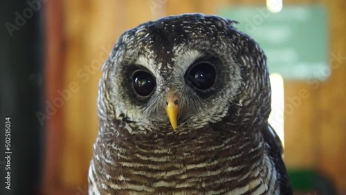 A close-up shot of a young African Wood Owl. The camera moves to show the front of the owl and the owl moves to show it's side profile. A wooden fence with a green sign is in the background. photo