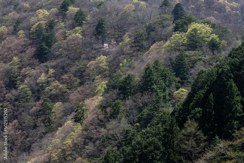 山の中に生えるの1本桜の風景／山梨県 