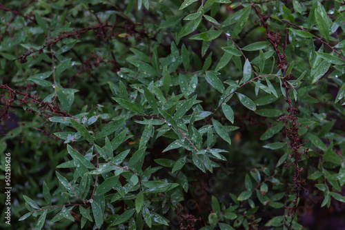 green small leaves of a bush in raindrops on a cloudy day