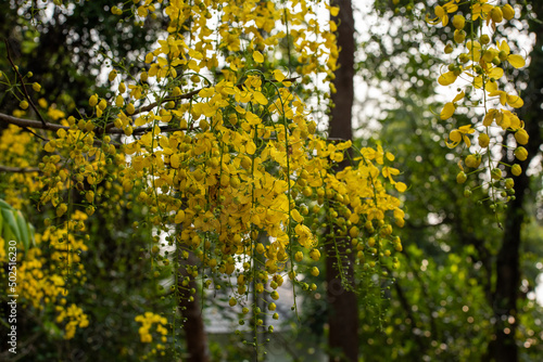 Golden shower tree