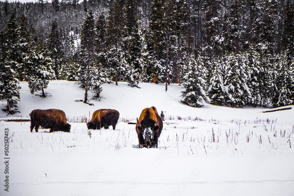 Yellowstone National Park in Winter