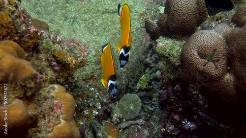 Underwater video of pair blackcap butterflyfish fishes swimming among tropical coral reefs. Snorkeling in Gulf of Thailand. Snorkeling, dive concept. Yellow Hongkong Butterflyfish, Chaetodon wiebeli photo