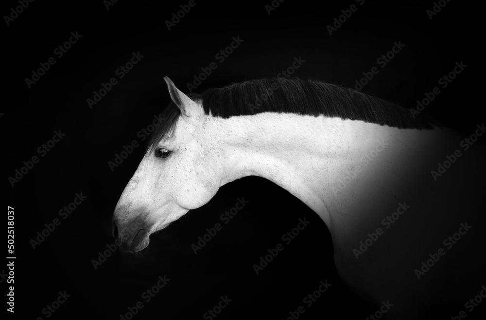 white horse portrait on black background studio
