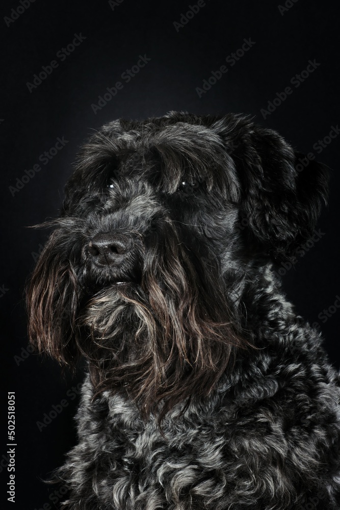 portrait of a terrier on black background