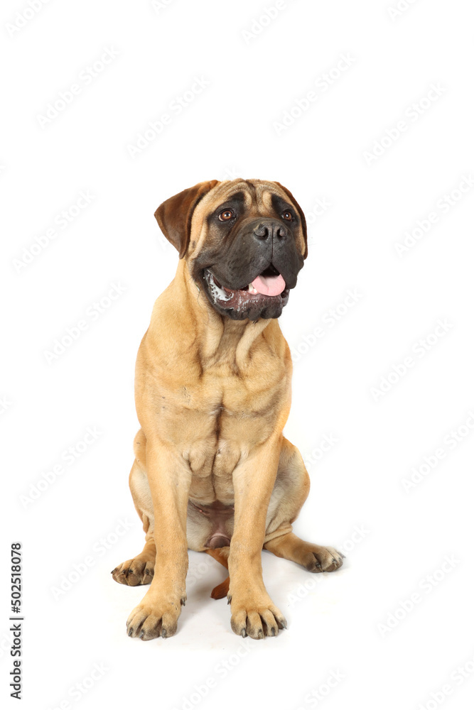 portrait of a puppy sitting