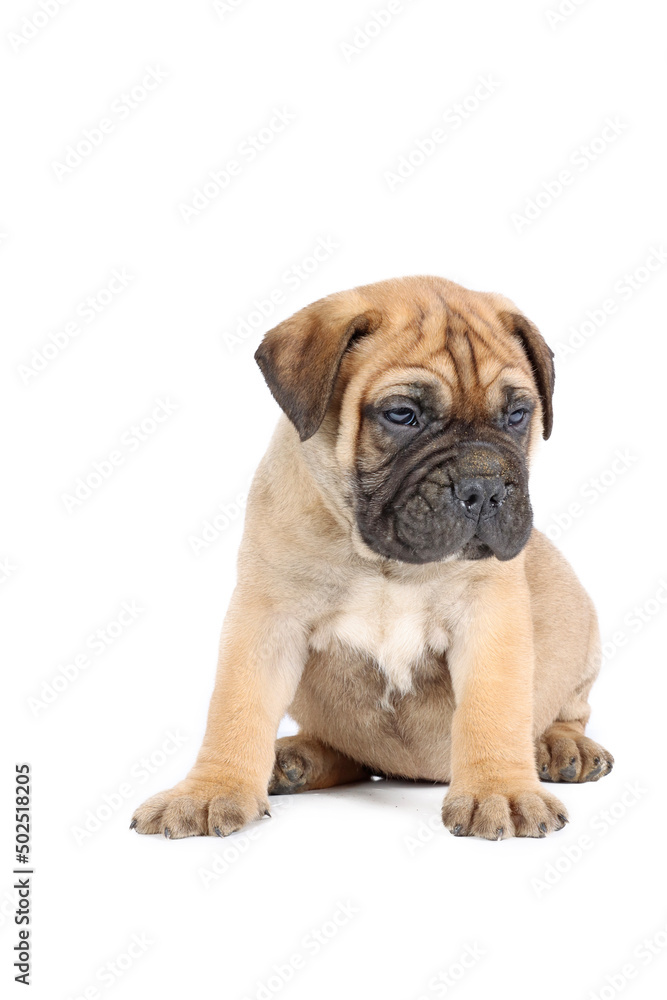 puppy bullmastiff sitting isolated on white background puppy bullmastiff sitting isolated on white background