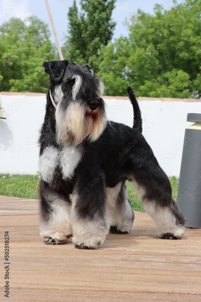 standing miniature schnauzer groomed in garden standing miniature schnauzer groomed in garden
