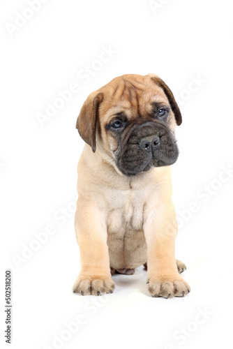 puppy bullmastiff sitting  isolated on white background 