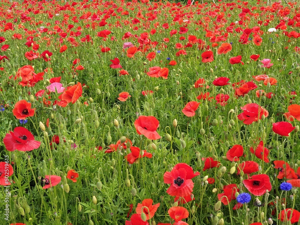 Fototapeta premium 자연을 찍었다