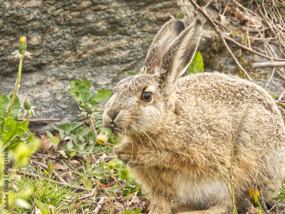 Close up image with wild hare in focus. 
