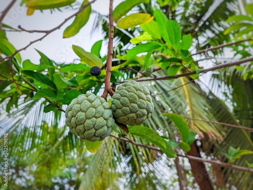 Annona in the garden as a background