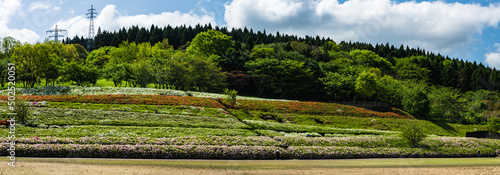 皐月　丘陵公園の風景