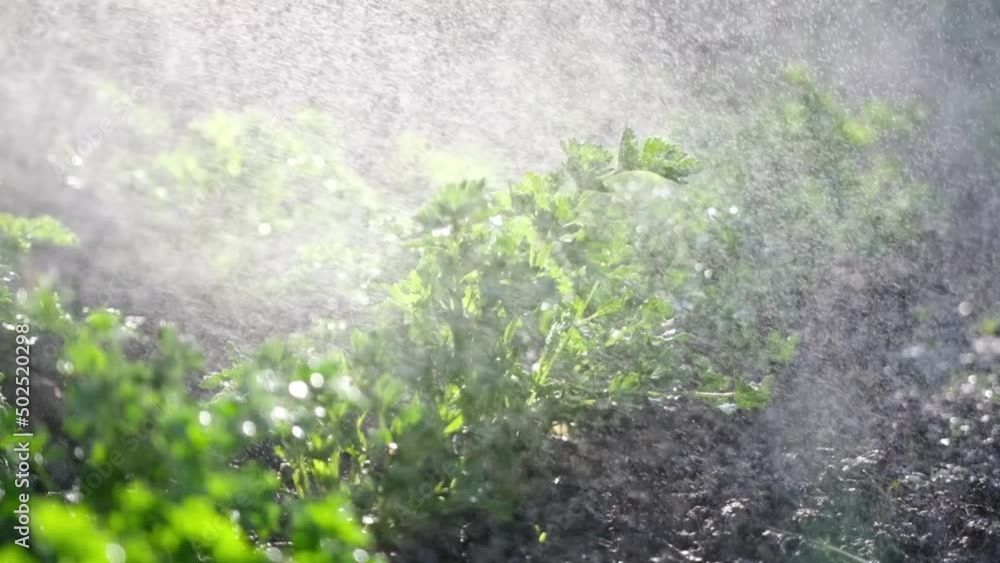 watering from a garden watering can bushes of parsley at garden bed watering from a garden watering can bushes of parsley at garden bed