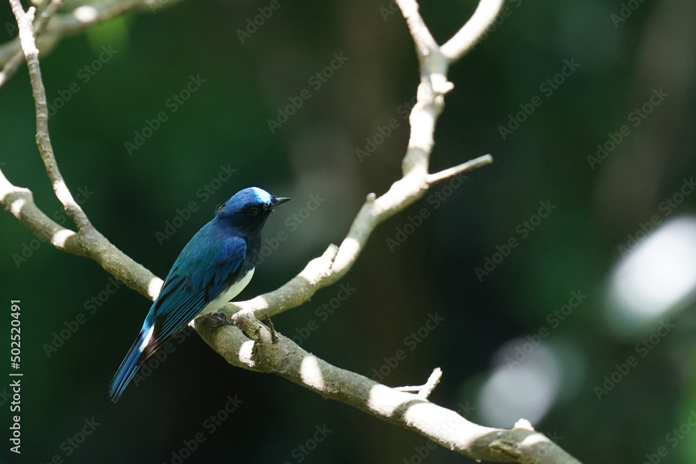 blue and white flycatcher on a branch