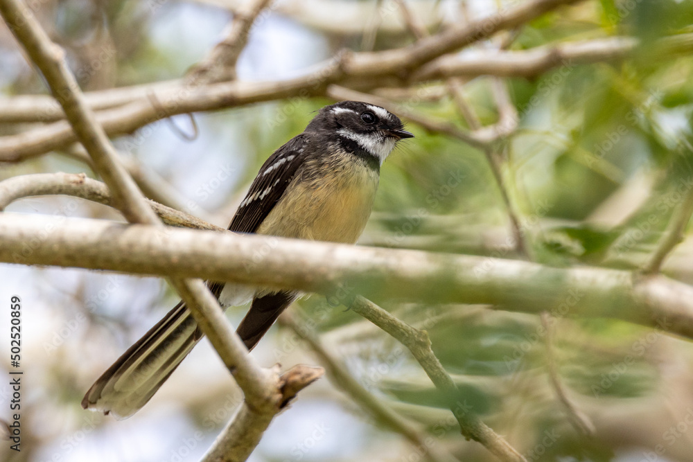 Grey Fantail in Queensland Australia Grey Fantail in Queensland Australia