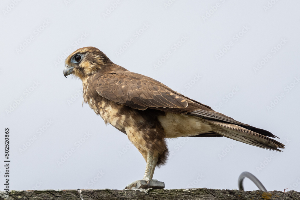 Brown Falcon in Queensland Australia Brown Falcon in Queensland Australia