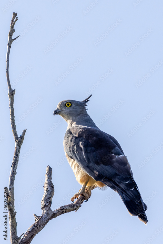 Obraz premium Pacific Baza in Queensland Australia