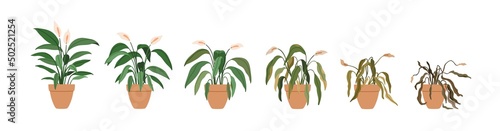 Potted flower plant withering phases, life cycle. Houseplant stages from blossomed to dry, sick leaf and dead. Floral dying process. Flat graphic vector illustration isolated on white background photo