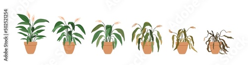 Potted flower plant withering phases, life cycle. Houseplant stages from blossomed to dry, sick leaf and dead. Floral dying process. Flat graphic vector illustration isolated on white background