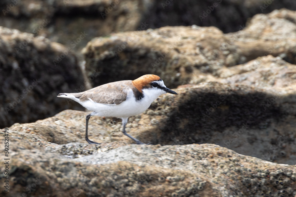 Red-capped Plover in Queensland Australia Red-capped Plover in Queensland Australia