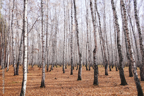 Birch forest