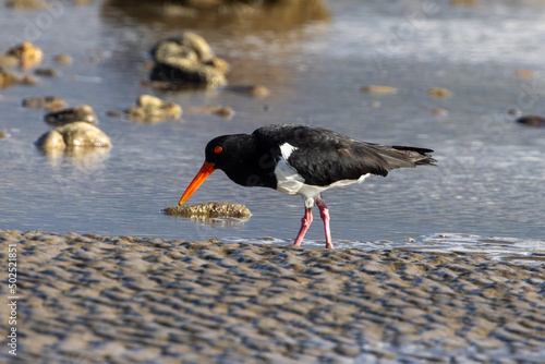 Pied Oystercatcher in Queensland Australia